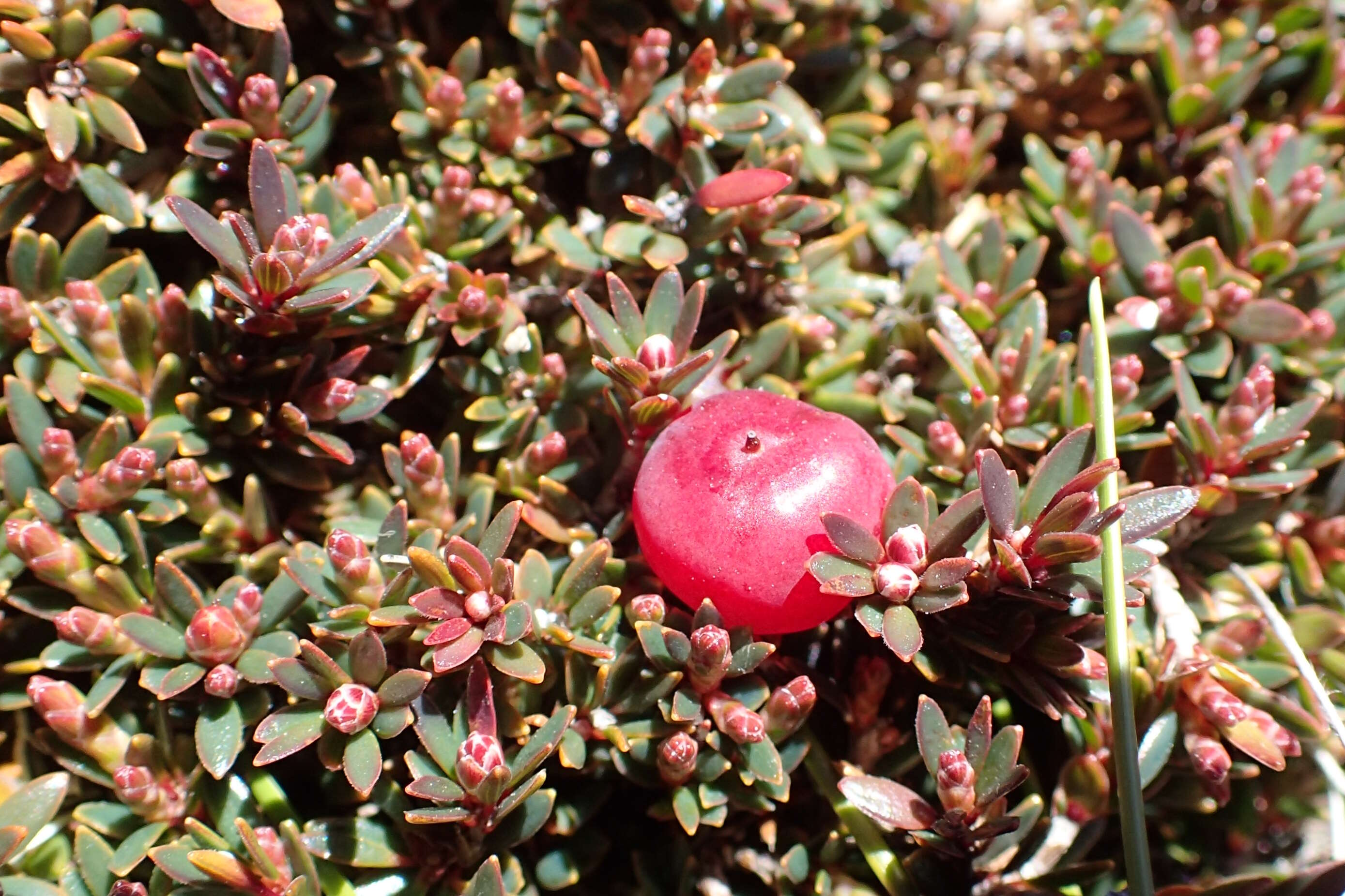 Image de Pentachondra pumila (J. R. & G. Forst.) R. Br.