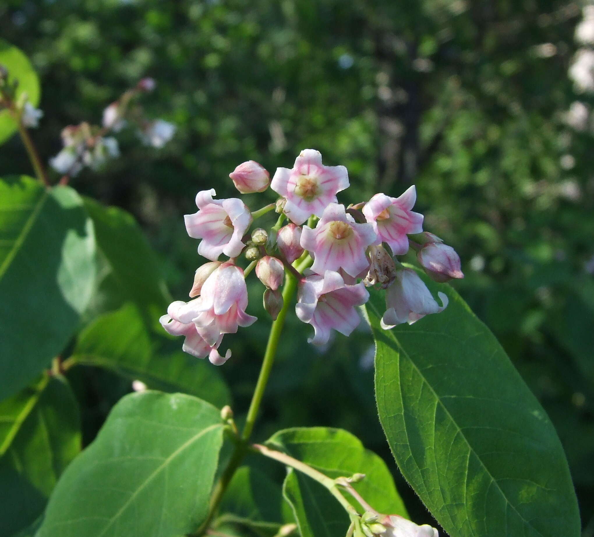 Image of flytrap dogbane