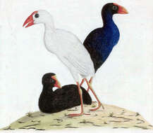 Image of Lord Howe Island Swamphen