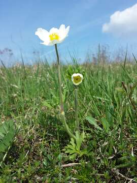 Image of Snowdrop Anemone