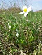 Image of Snowdrop Anemone