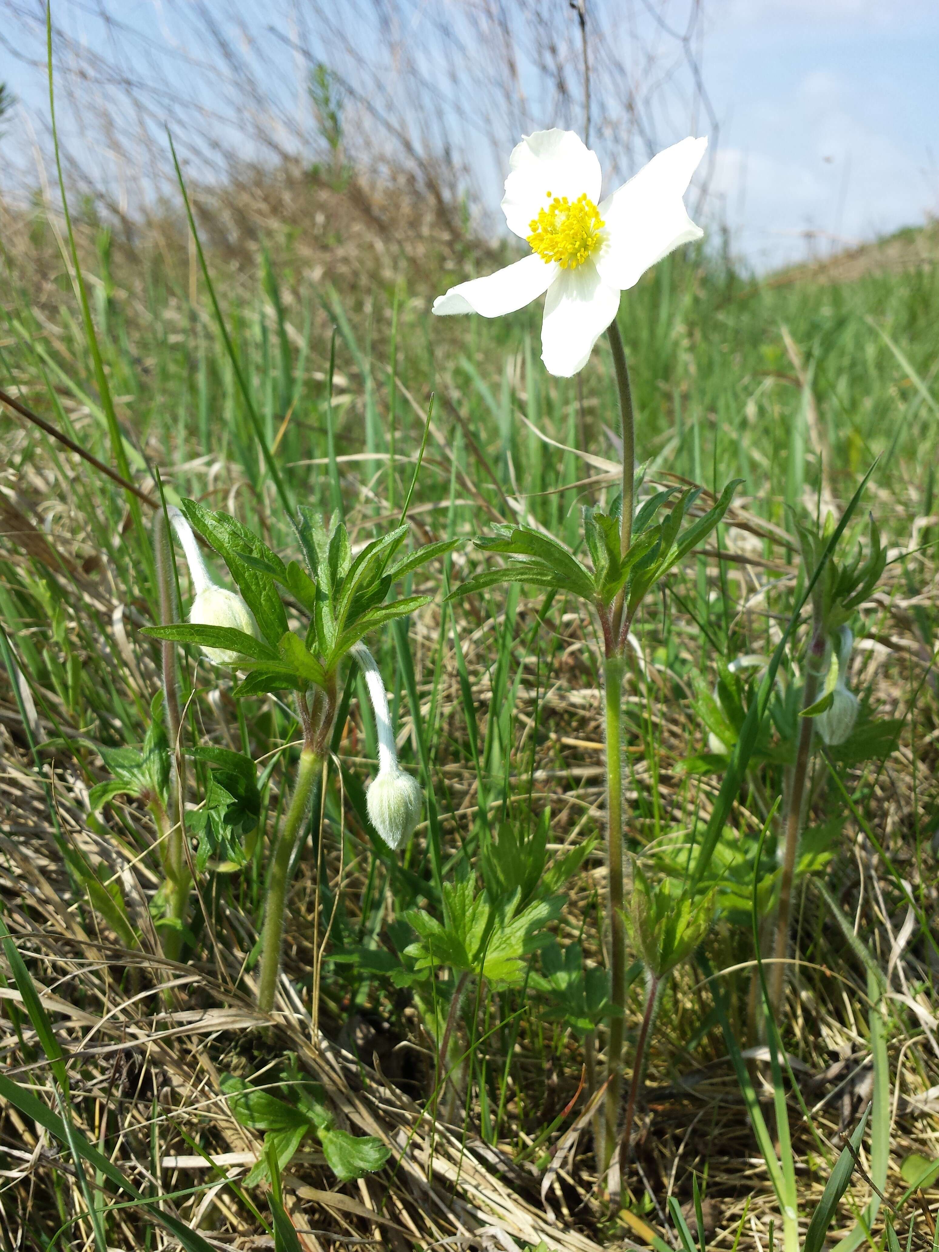 Image of Snowdrop Anemone