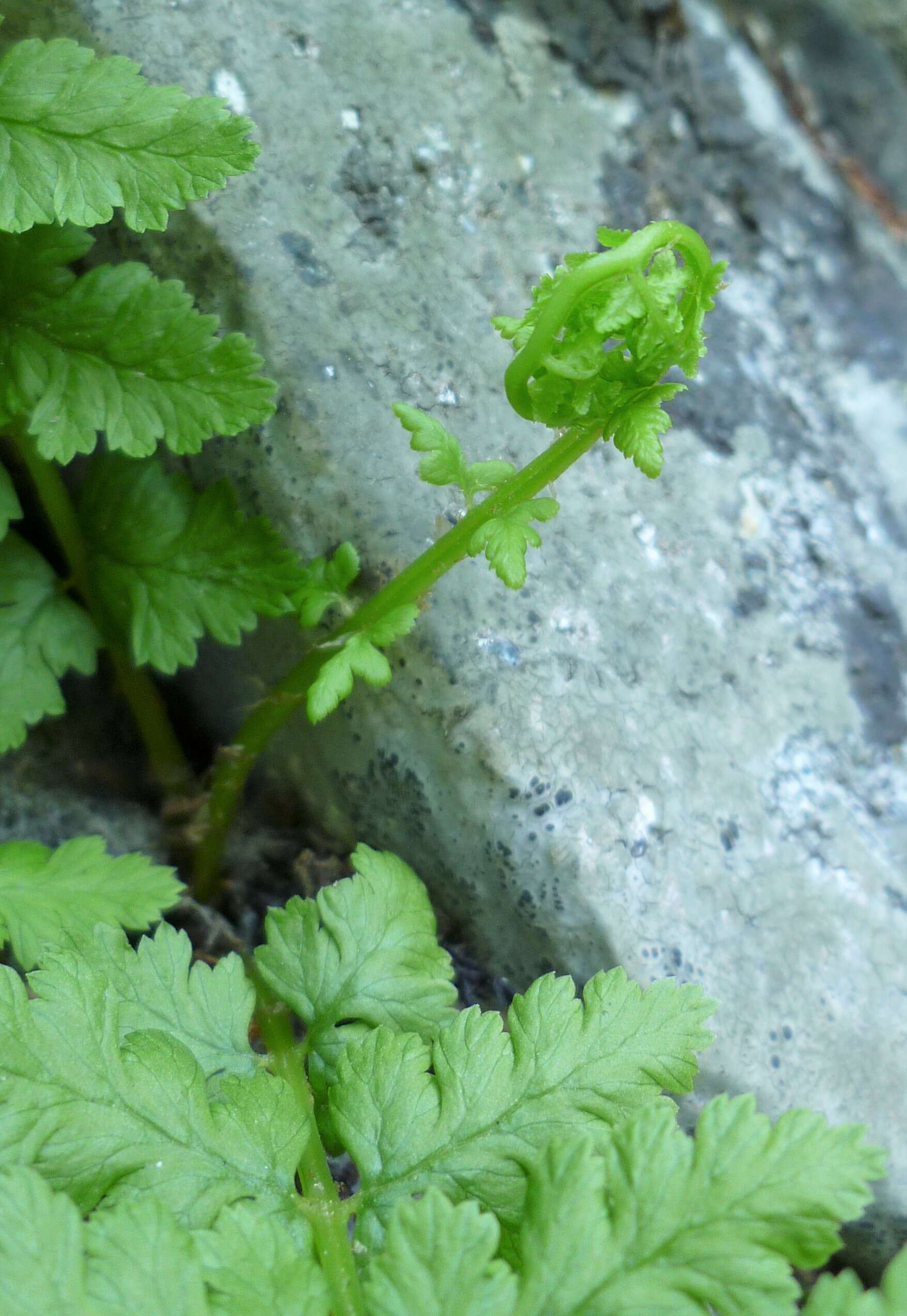 Image of Lady-fern