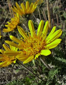 Image of Hooker's balsamroot