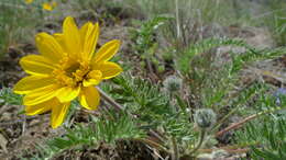 Image of Hooker's balsamroot