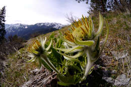 Image of arrowleaf balsamroot