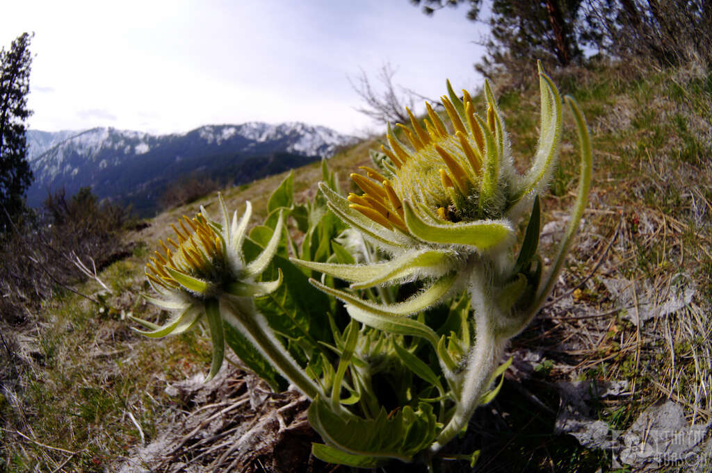 Image of arrowleaf balsamroot