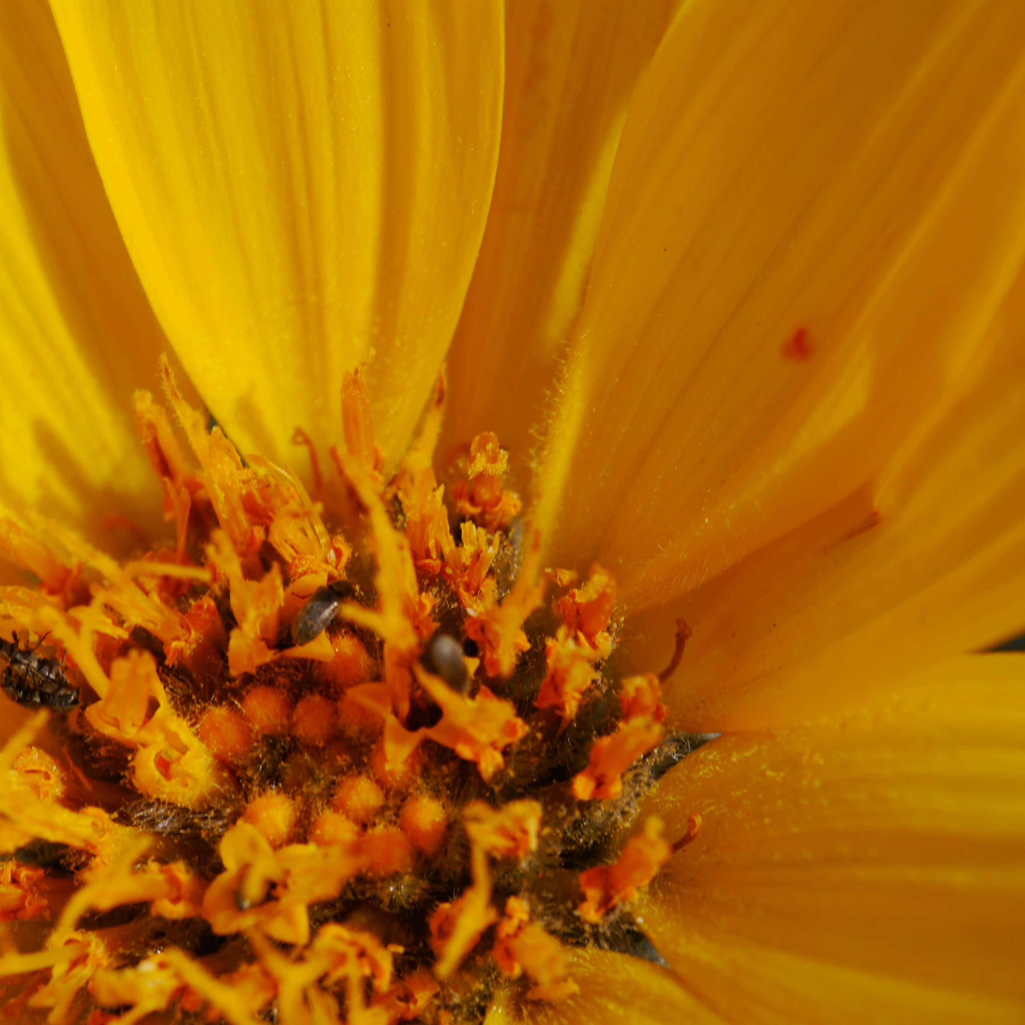 Image of arrowleaf balsamroot