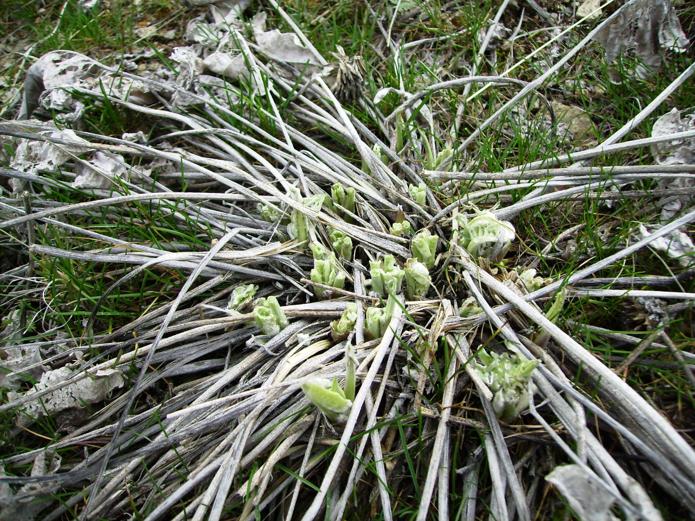 Image of arrowleaf balsamroot