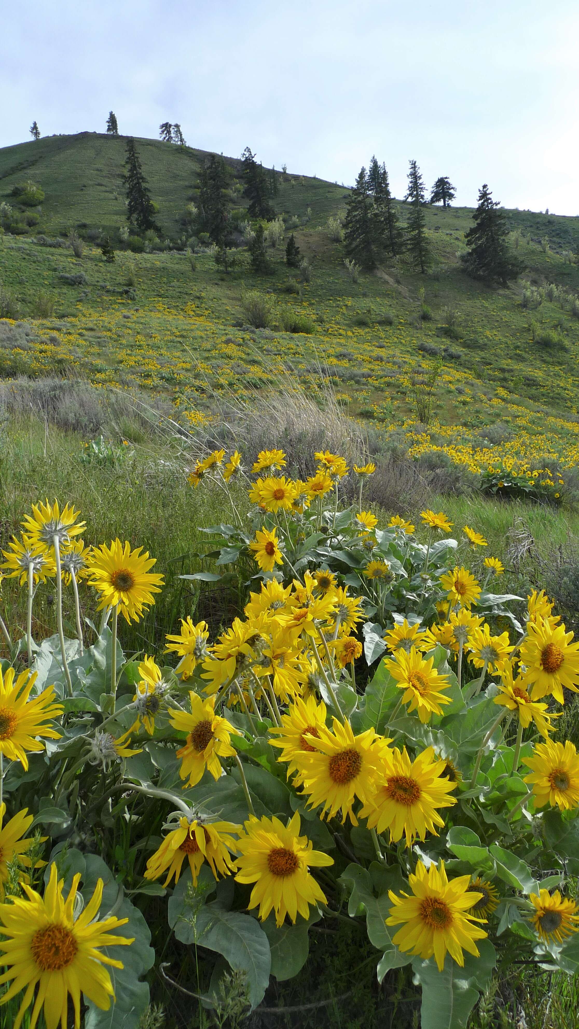 Image of arrowleaf balsamroot