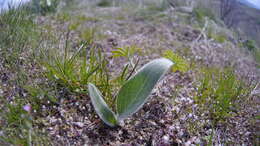 Image of arrowleaf balsamroot