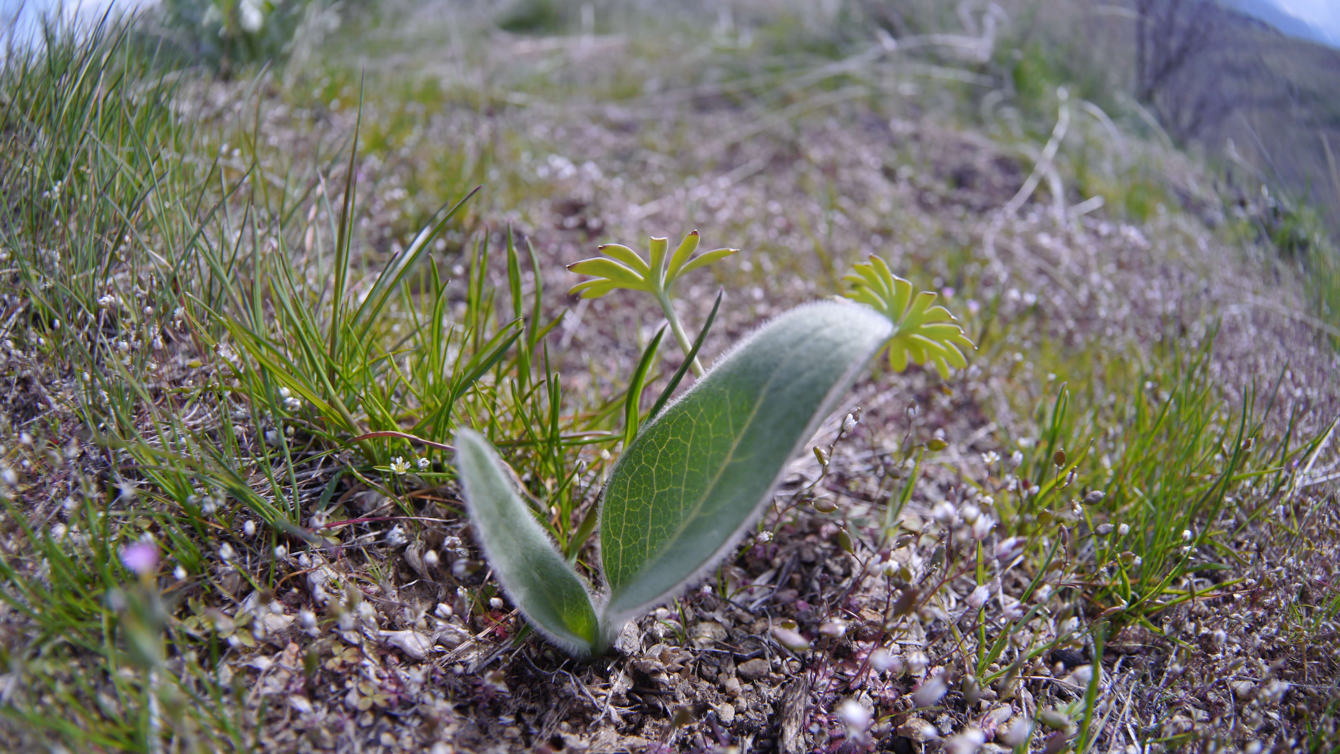 Image of arrowleaf balsamroot