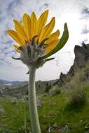 Image of arrowleaf balsamroot