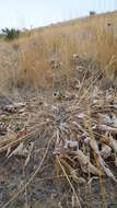 Image of arrowleaf balsamroot