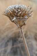 Image of arrowleaf balsamroot