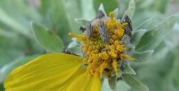 Image of arrowleaf balsamroot