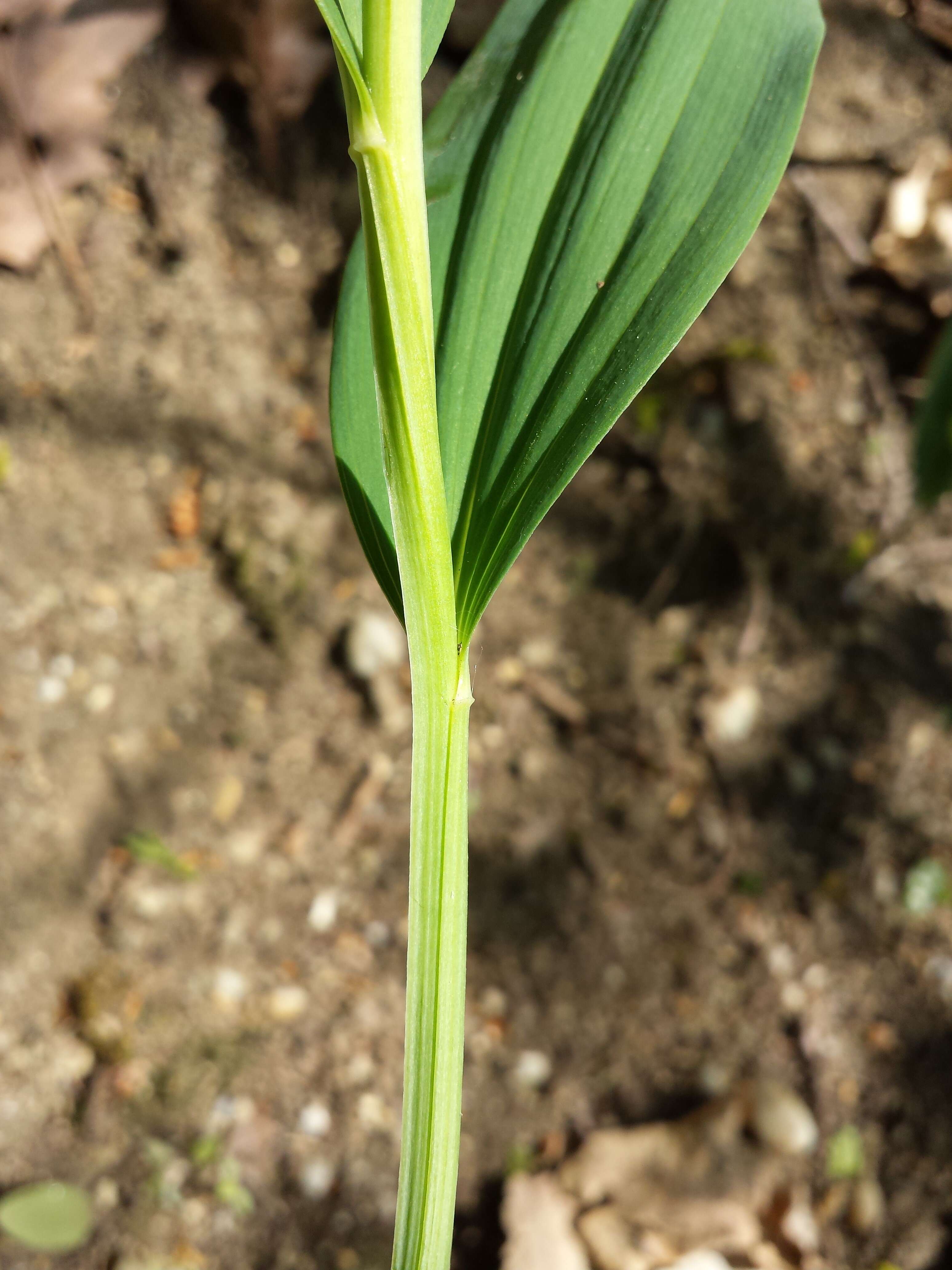 Image of Angular Solomon's Seal