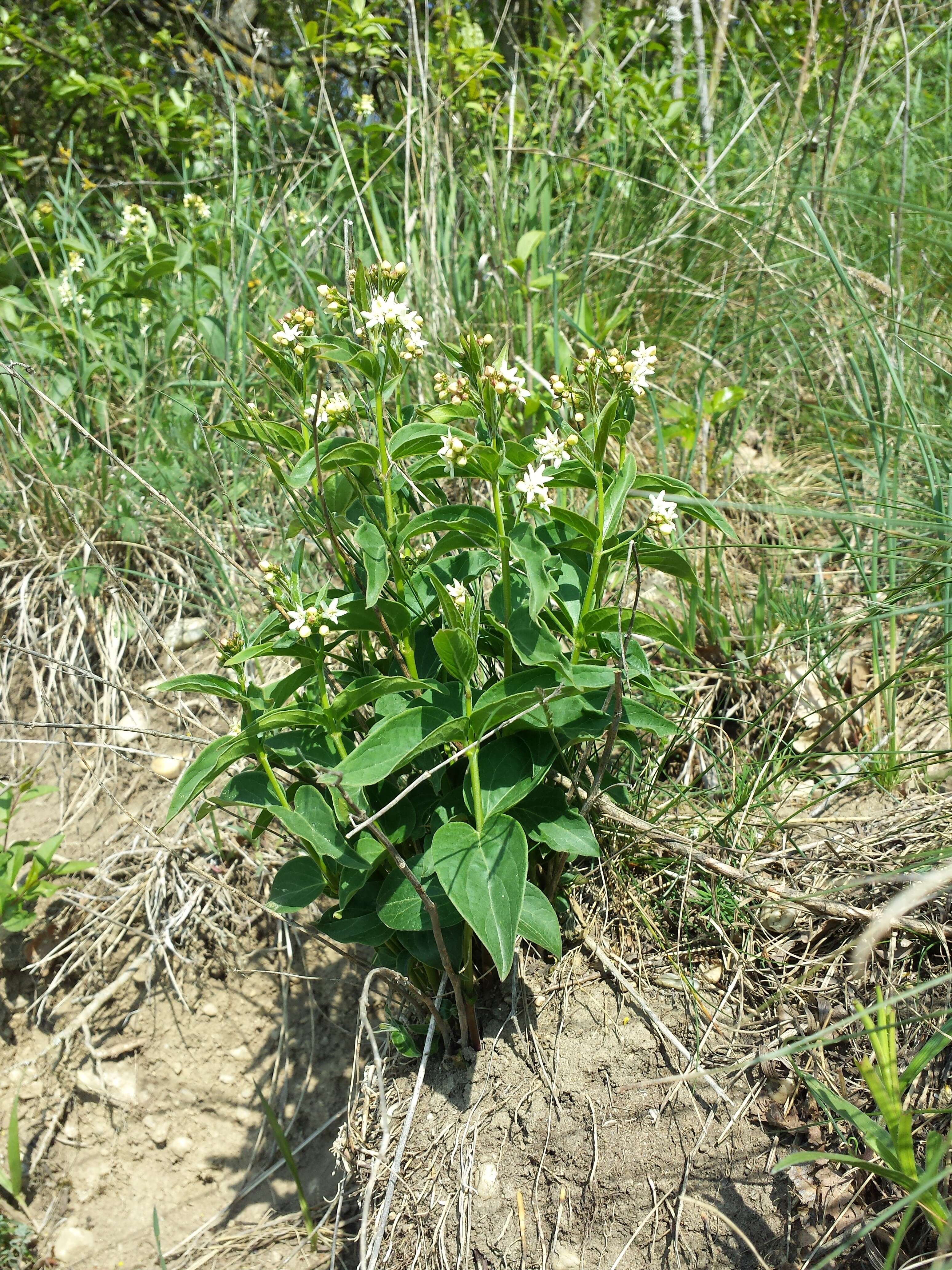 Image of common vincetoxicum