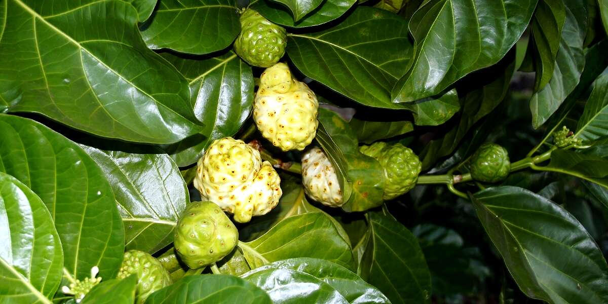 Image of Indian mulberry