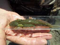 Image of California Tiger Salamander