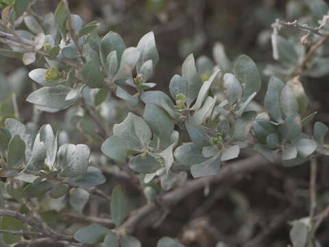 Image of saltbush