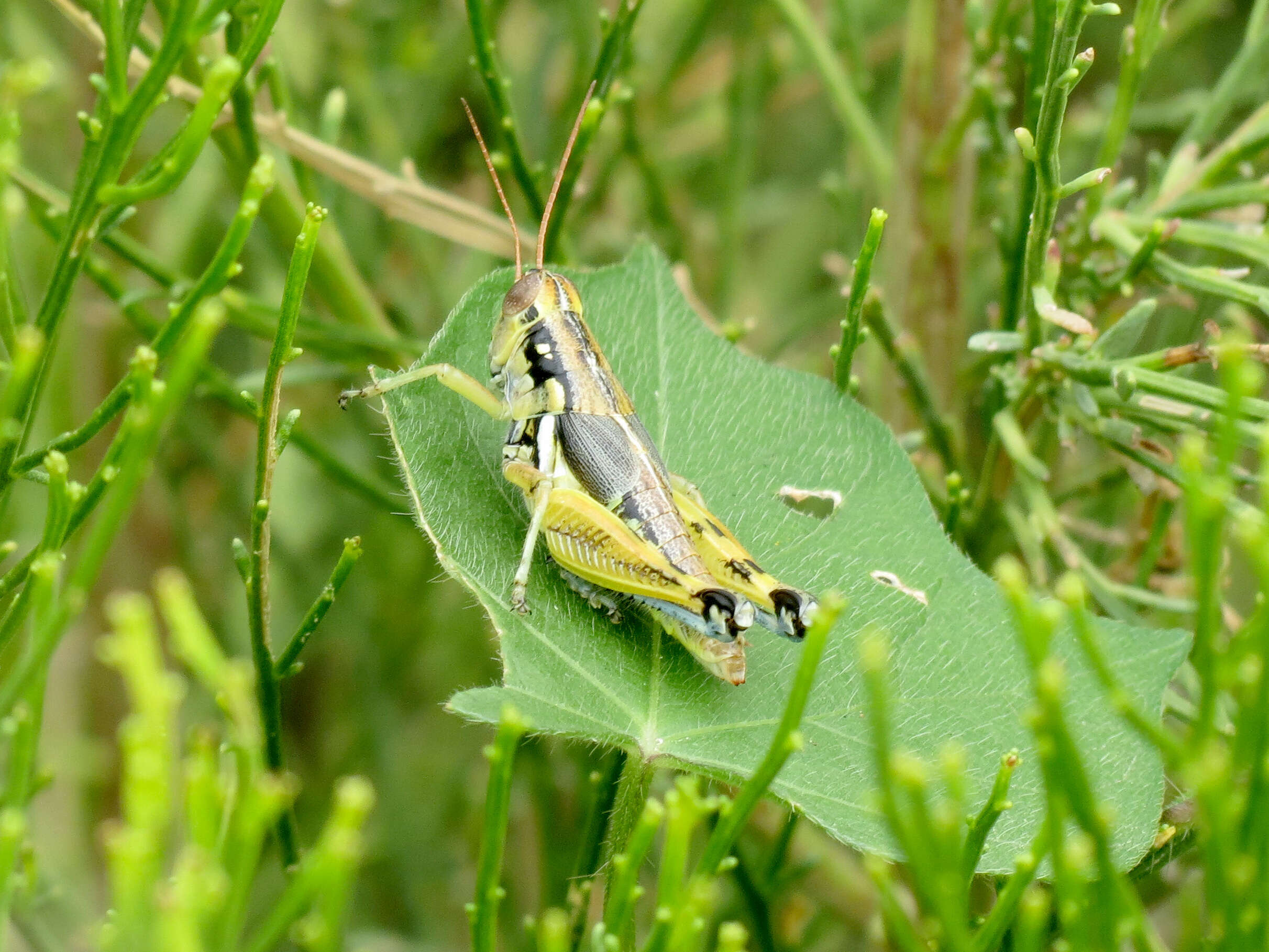 Image of Arid Lands Spur-Throat Grasshopper