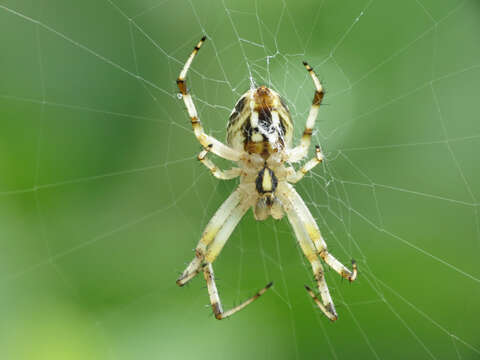 Image of Western Spotted Orbweaver