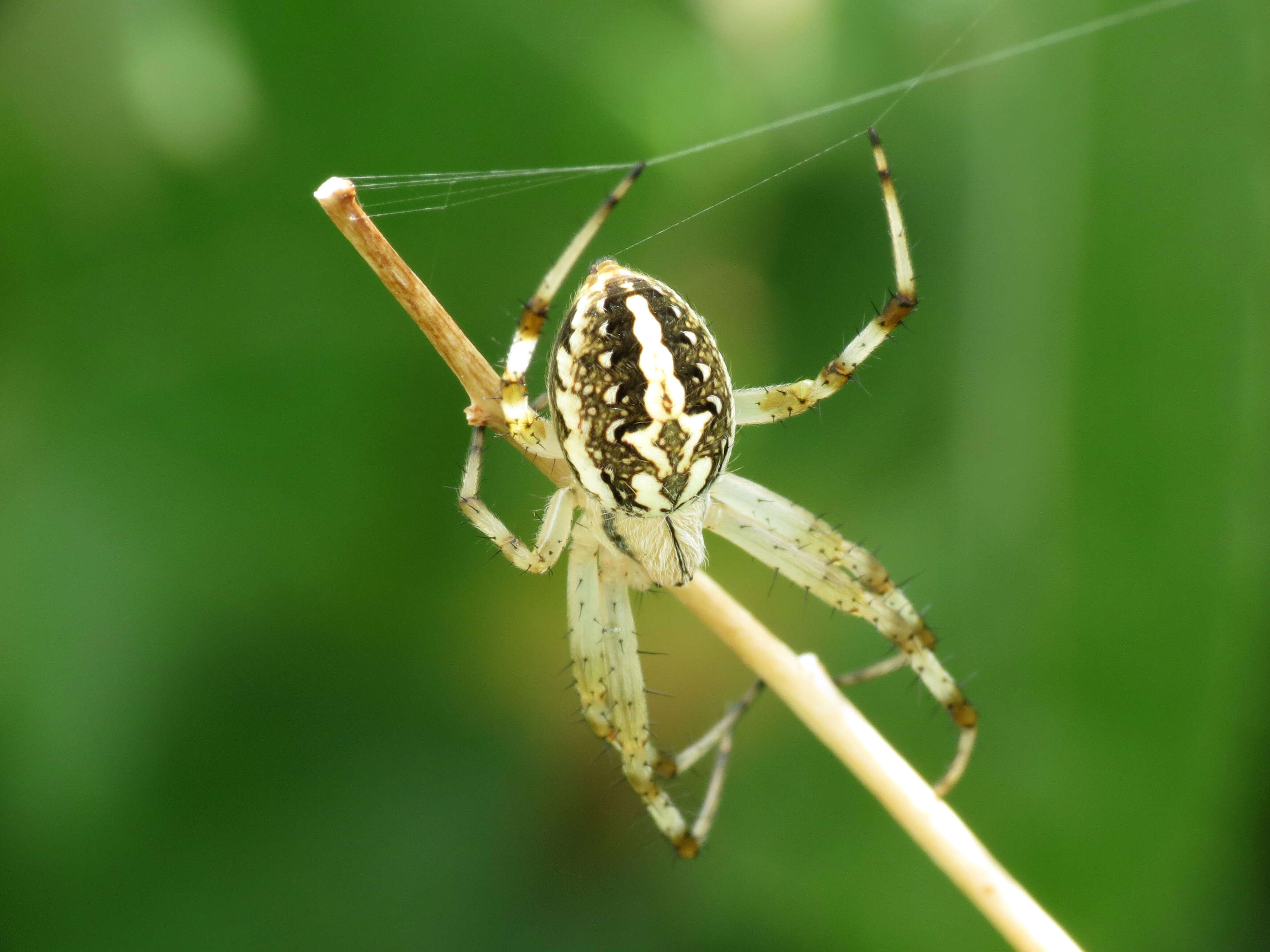 Image of Western Spotted Orbweaver