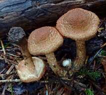 Imagem de Inocybe calamistrata (Fr.) Gillet 1876