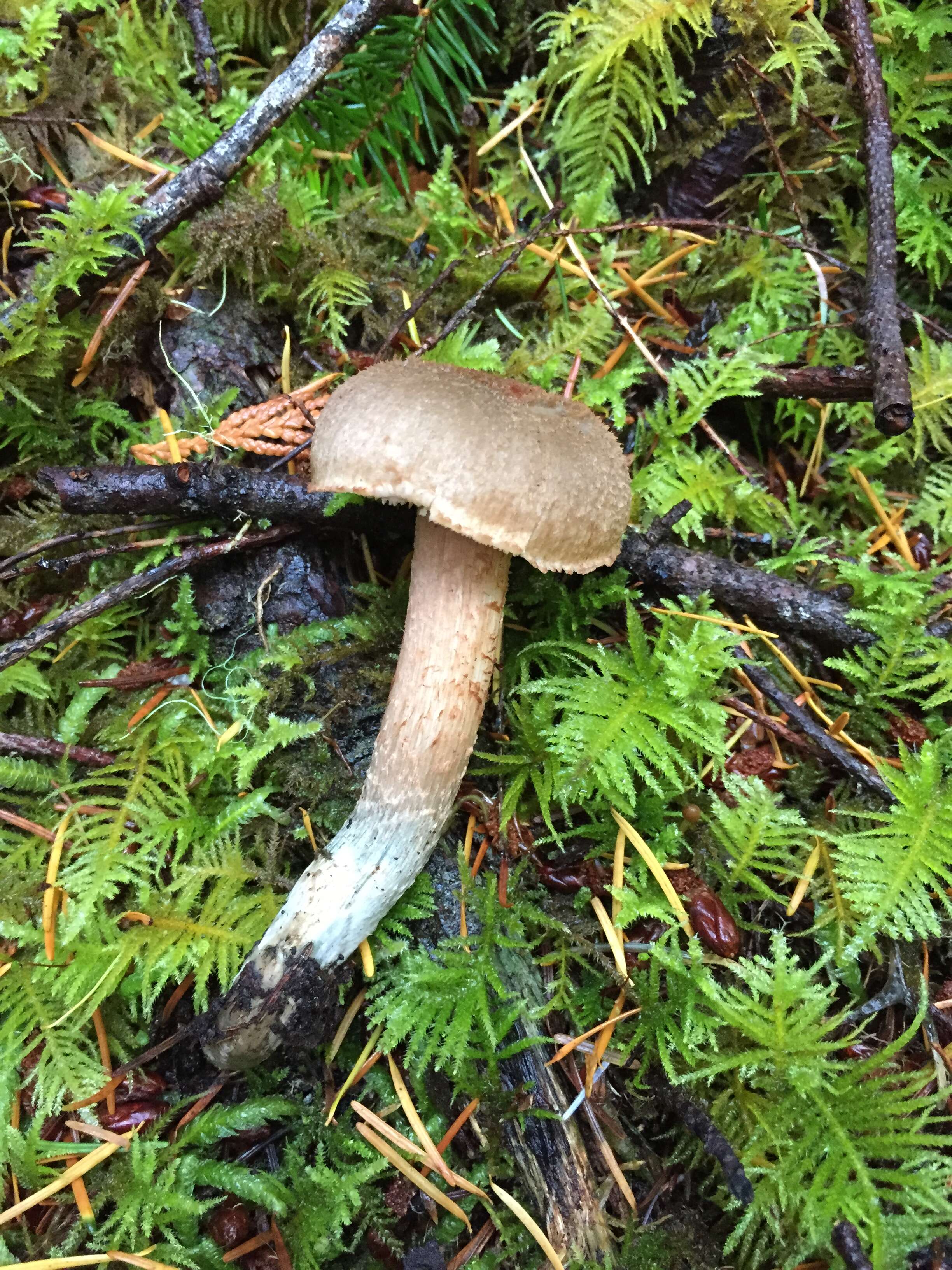 Imagem de Inocybe calamistrata (Fr.) Gillet 1876