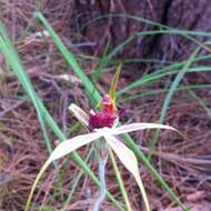 Image of Stumpy spider orchid