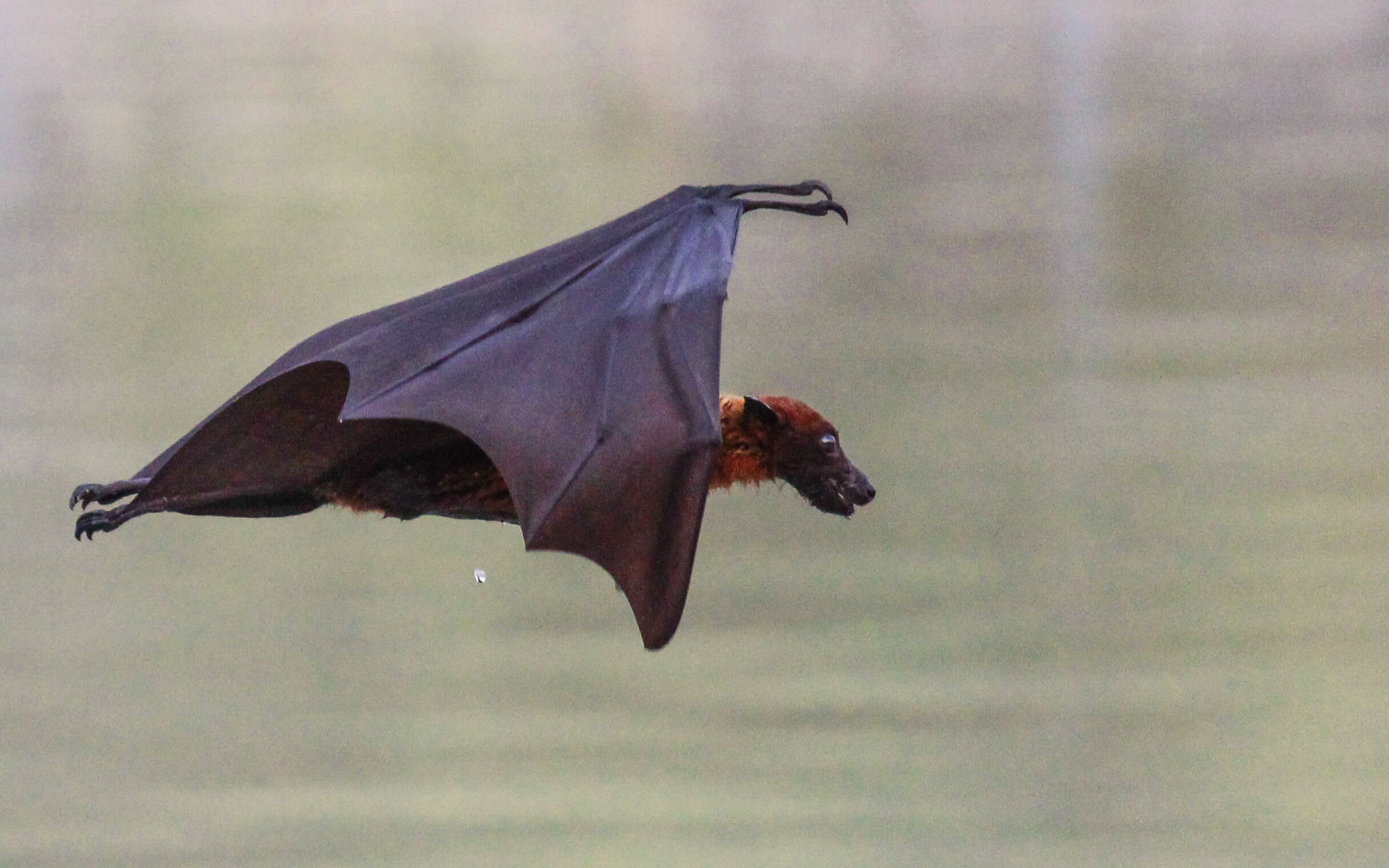 Image of Indian Flying Fox