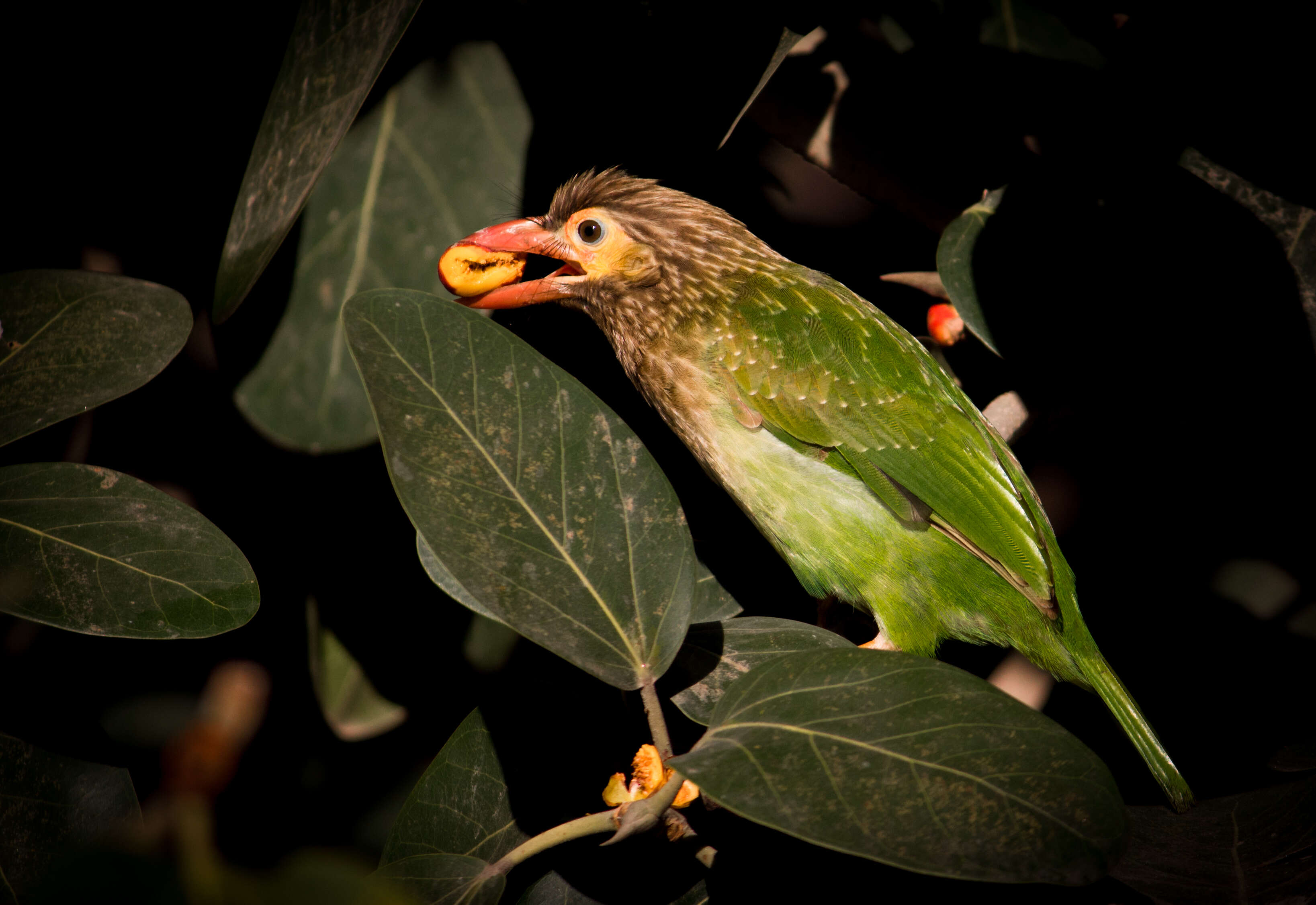 Psilopogon zeylanicus (Gmelin & JF 1788) resmi