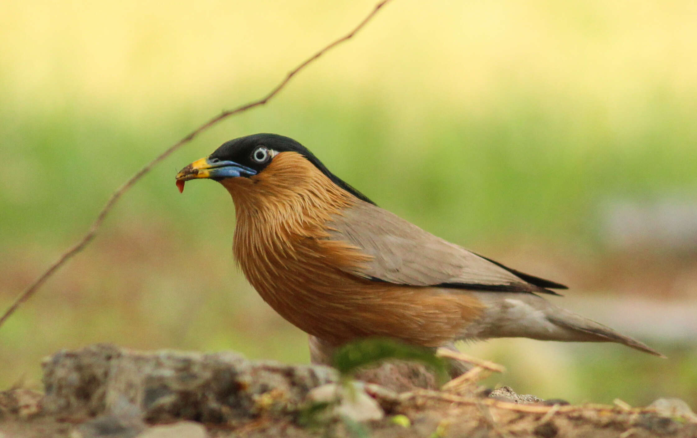 Image of Brahminy Starling