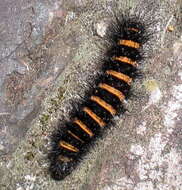 Image of Agreeable Tiger Moth