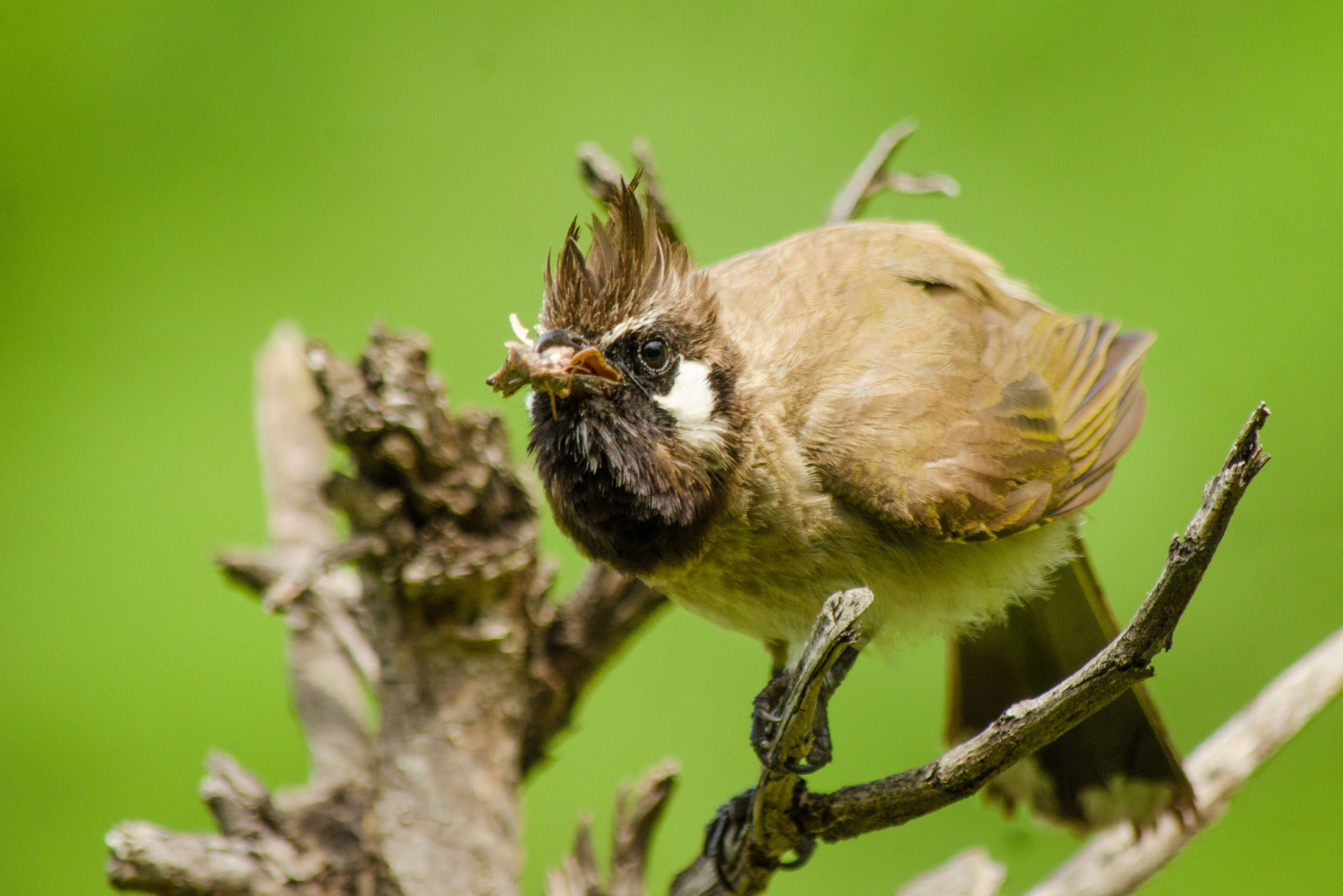 Image of Himalayan Bulbul