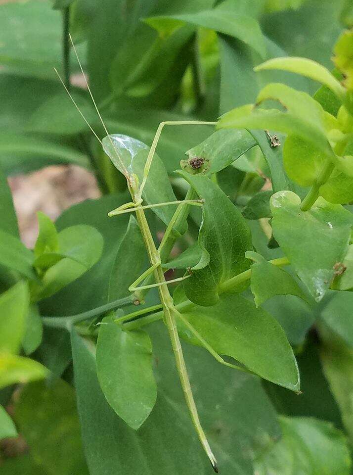 Image of Northern Walkingstick