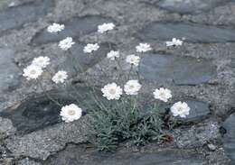 Sivun Achillea ageratifolia (Sibth. & Sm.) Boiss. kuva