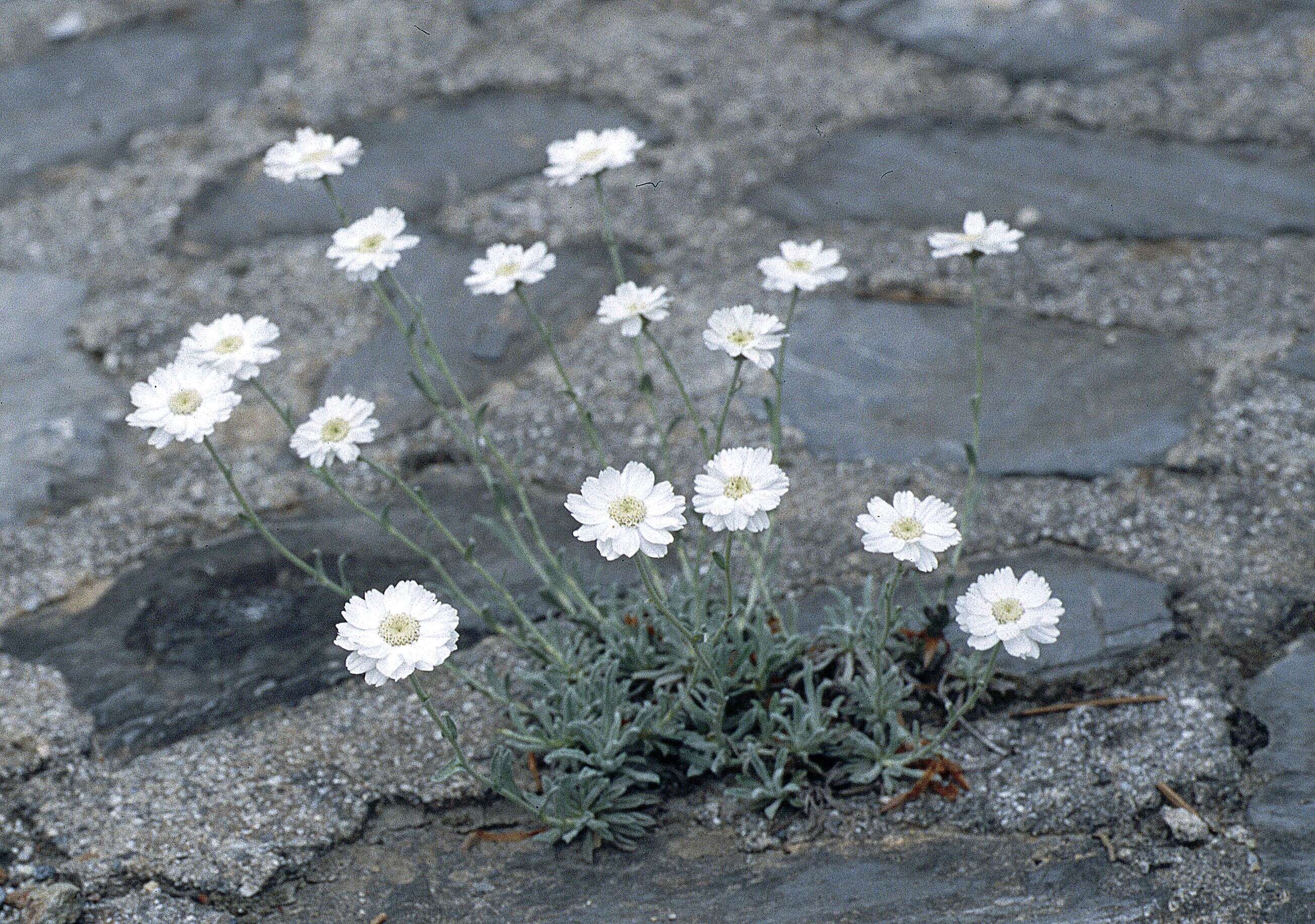 Слика од Achillea ageratifolia (Sibth. & Sm.) Boiss.