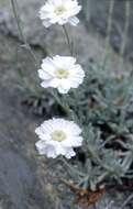 Sivun Achillea ageratifolia (Sibth. & Sm.) Boiss. kuva