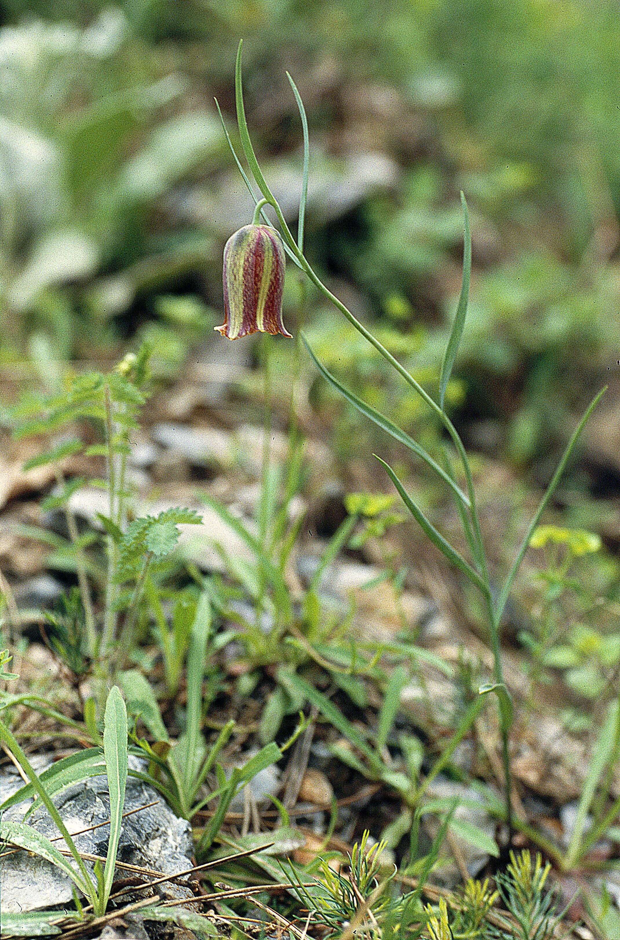 Image of Fritillaria messanensis