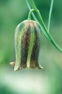 Image of Fritillaria messanensis