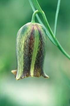 Image of Fritillaria messanensis