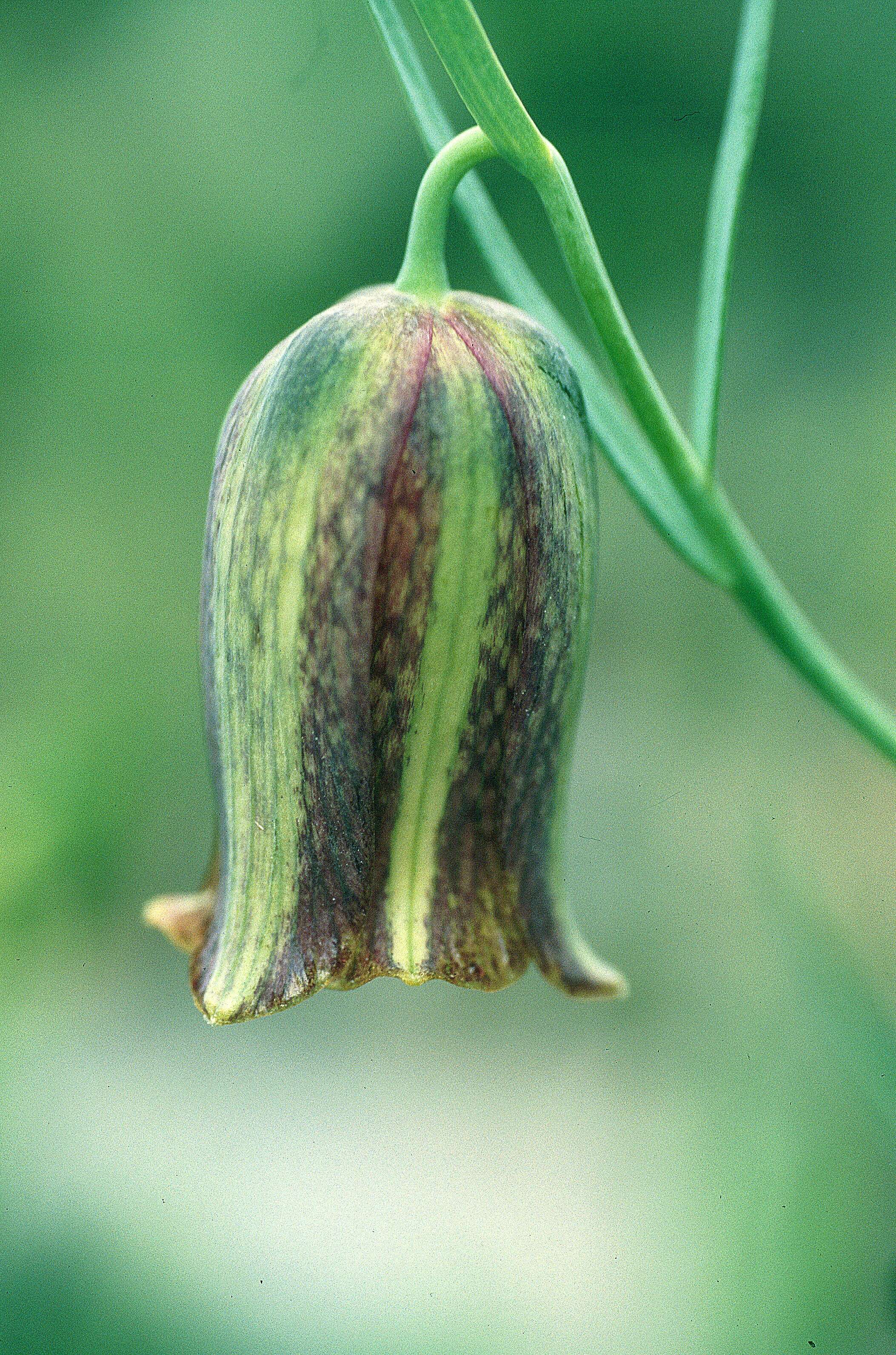 Image of Fritillaria messanensis