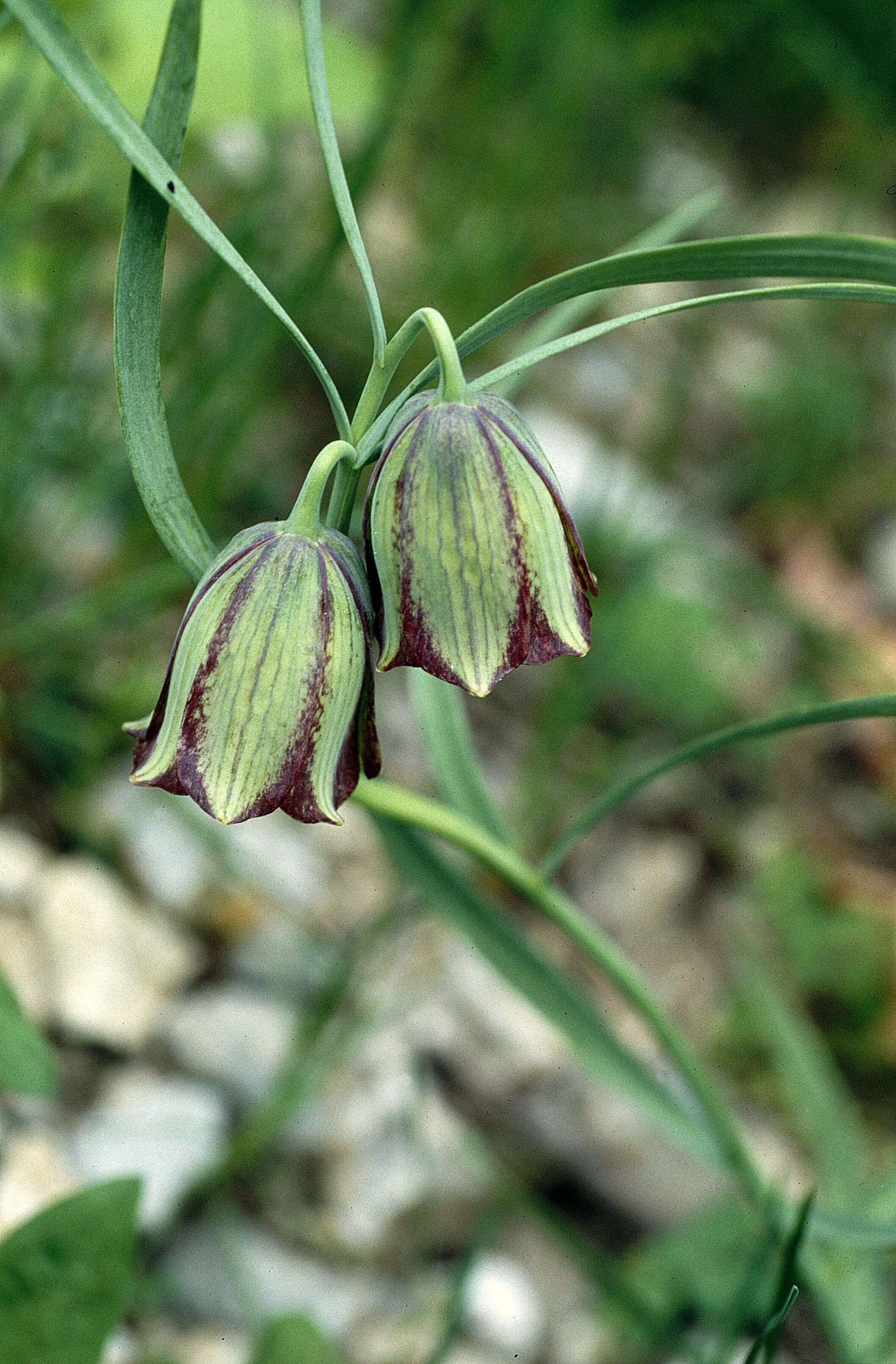 Image of Fritillaria messanensis