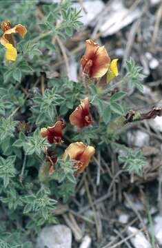 Image of big-flower broom