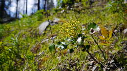 Image of Hollyleaved barberry