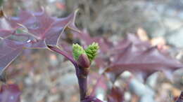 Image of Hollyleaved barberry