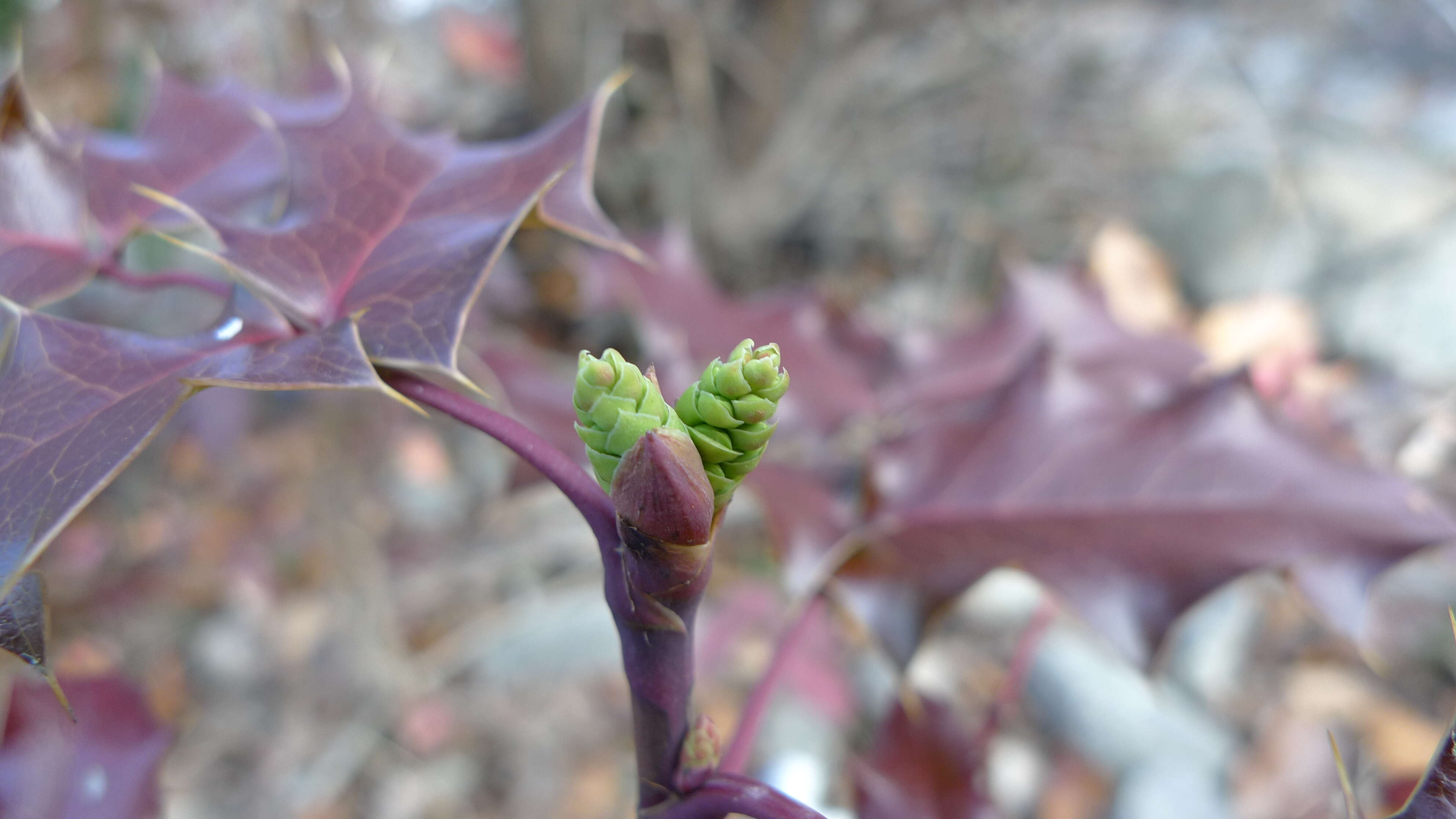 Image of Hollyleaved barberry