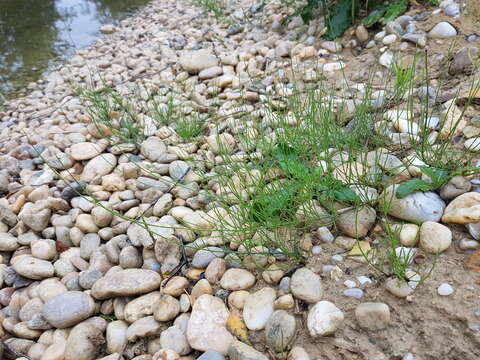 Image of field horsetail